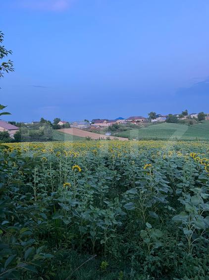 Teren de vânzare, intravilan, 20 ari, Moara Nica