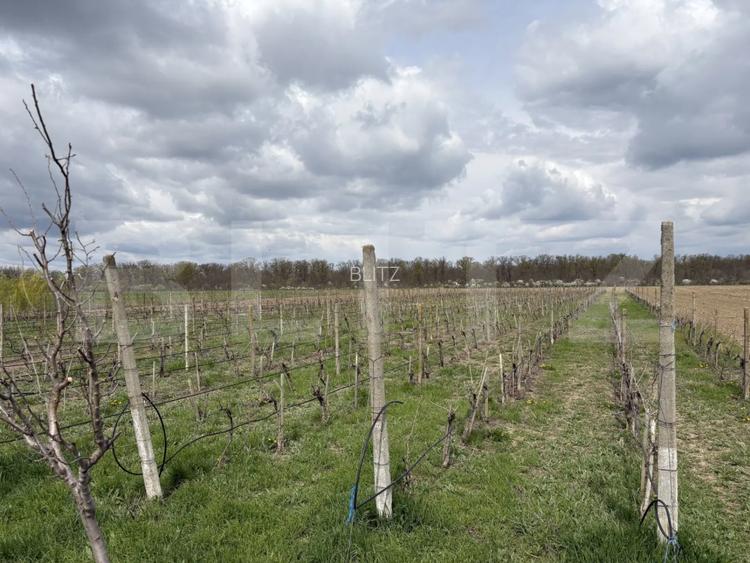 Ferma de nuci - teren agricol, zona Ivesti