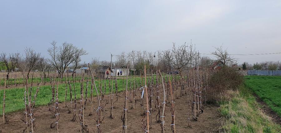 Teren intravilan 2300mp Sarulesti Sat Calarasi