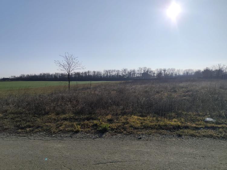 Gradistea/Zona padure