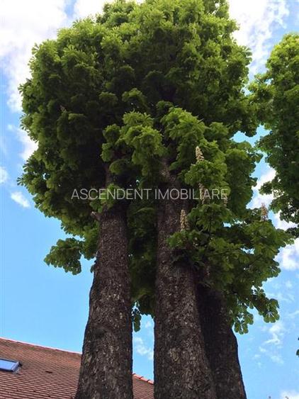 Complex Gastronomic:Afacere la cheie, Restaurant traditional secuiesc+terasa eve - 16