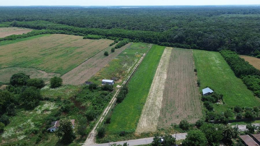 OCAZIE - Teren Intravilan - 8300 mp, Gruiu - Padurea Snagov