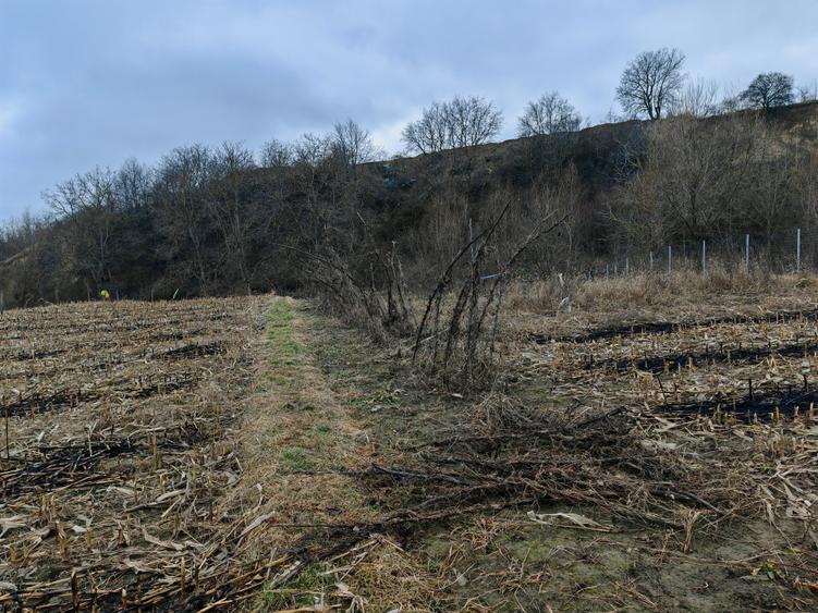 Teren intravilan central, Magura