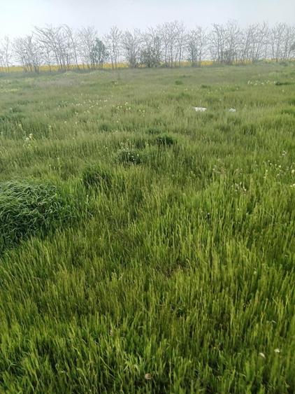 Teren intravilan de vânzare 1000 mp – Fundeni-Frunzănești, Calarasi