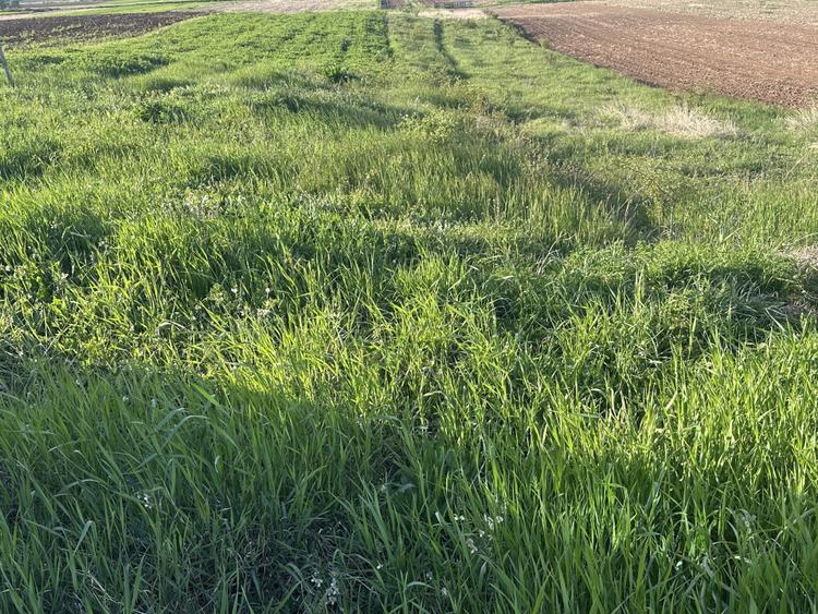 Teren Intravilan de vanzare in Alba Iulia zona Micesti in suprafata de 1077 mp
