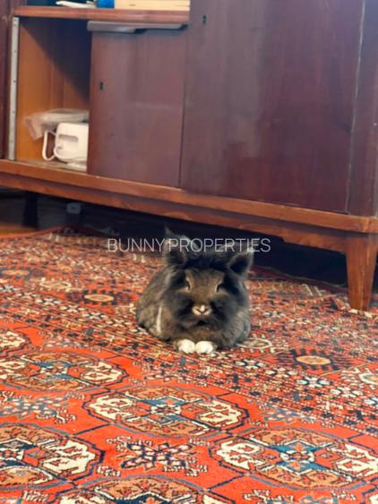 Babu's Vintage Apartment | Intrarea Gheorghe Costea Strada Inchisa - MT530 - 2