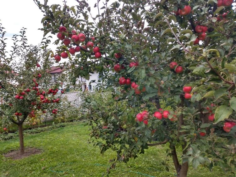 Casă individuală 5 camere cu garaj curte si gradină Șura Mare