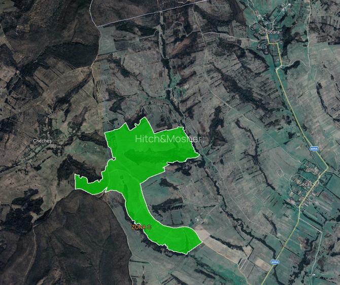 De vanzare plantatie de alun, pe rod, situata in judetele Arad si Timis - 2