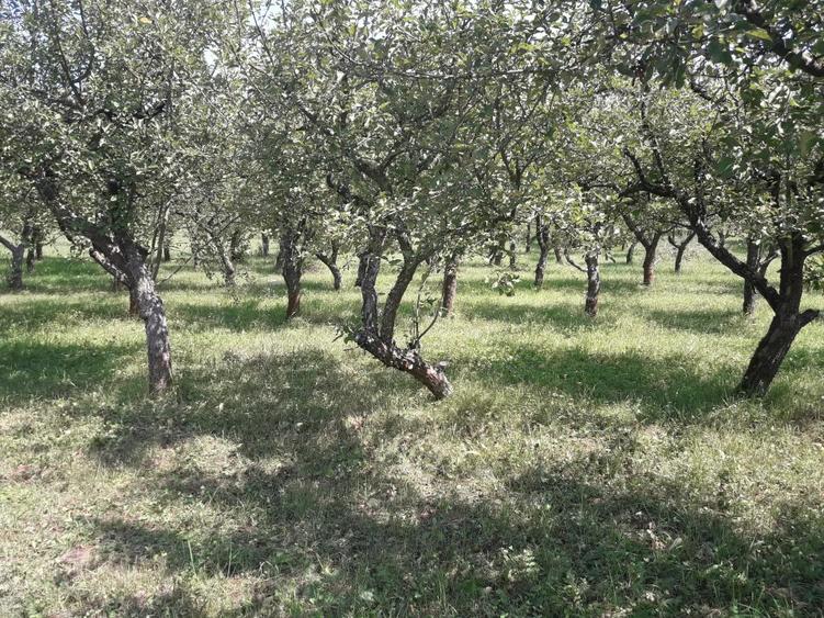 85 ari teren extravilan, intre case, la limita intravilanului Zona Valea Rusului