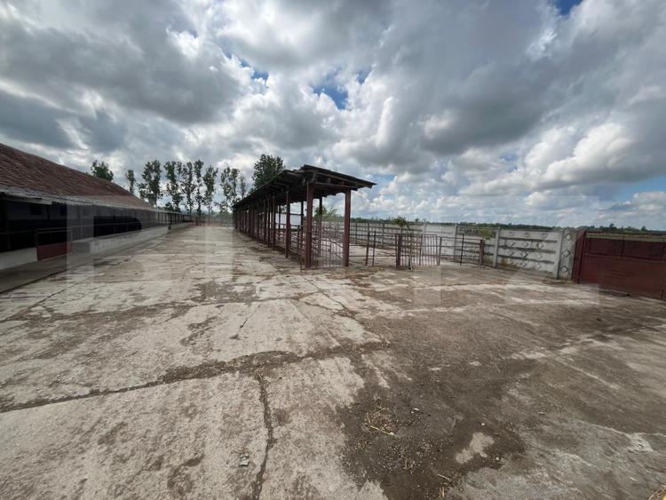 Ferma de bovine - oportunitate pentru investitori sau fermieri profesionisti