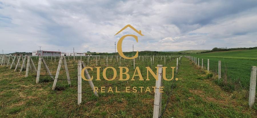 Teren intravilan cu PLANTATIE DE GOJII de vanzare in Racari