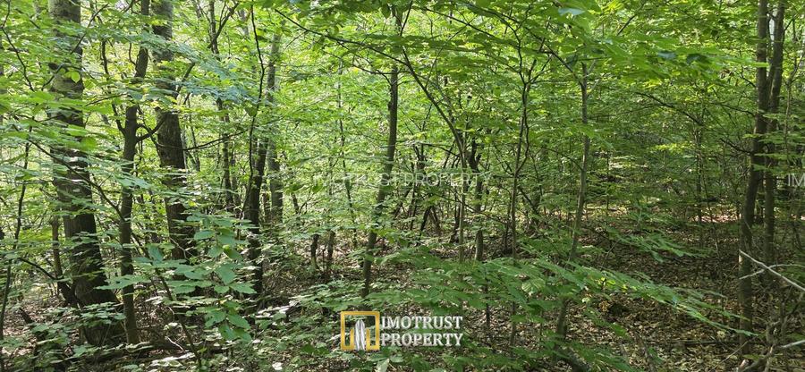 Pădure și pășune de vânzare 8,2037 ha Borod, Bihor