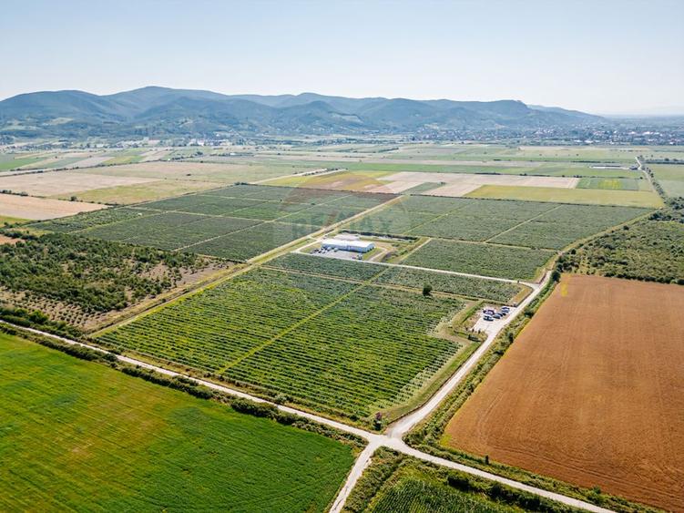BUSINESS DE VANZARE Plantatie de afin din Romania
