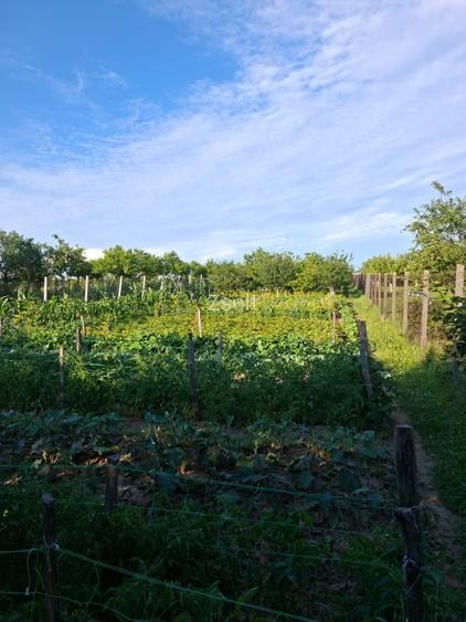 Teren intravilan zona Viile Satu Mare  - 9