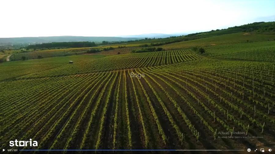 Vie Vanzare Podgoria Dealu-Mare, Boldesti-Scaeni, Prahova - 16.50 ha compacte - 6