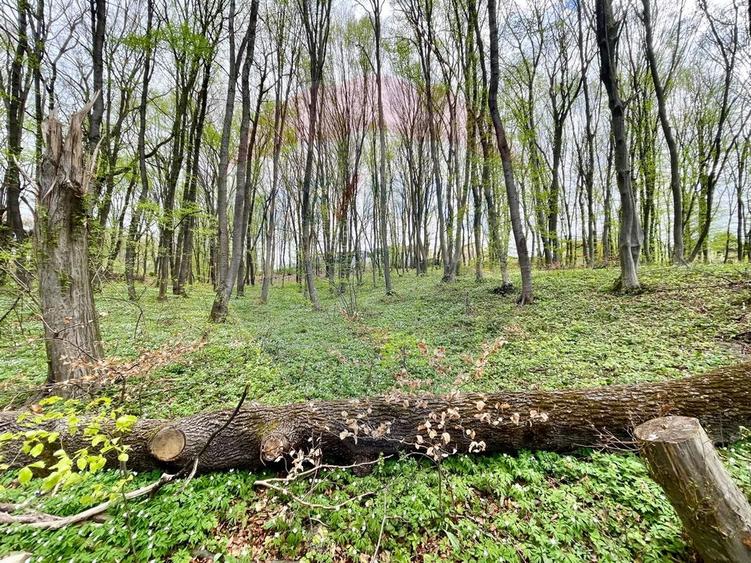 Teren cu suprafata de 10.000 mp I Faget