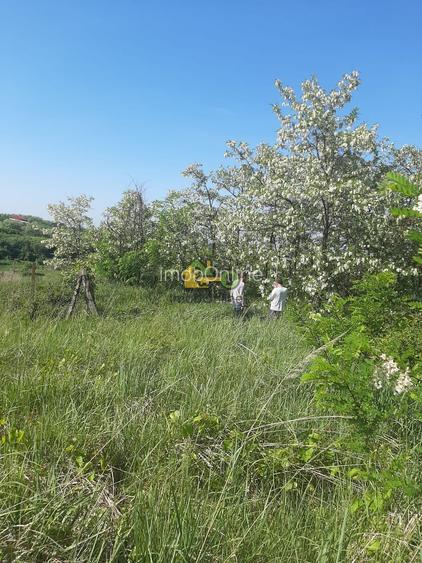 Teren Extravilan, Dealu Viilor, Lugoj - 5
