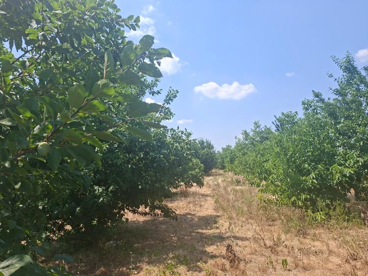 Vilă P+E, teren cu livada 4200mp în Adunații Copăceni - Acces direct DN5