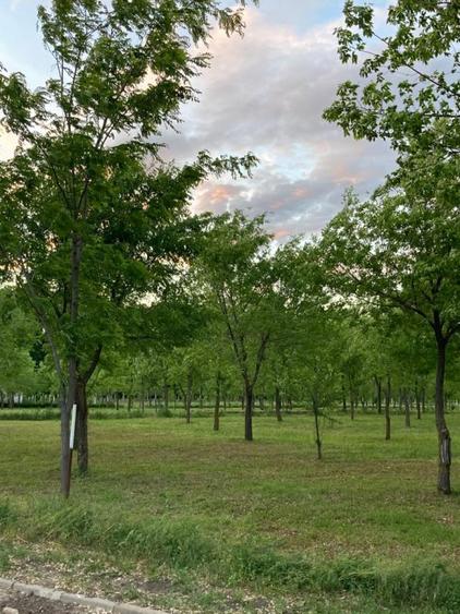 Loturi constructie intre 80-95 Euro/mp - Afumati, Strada Padurii