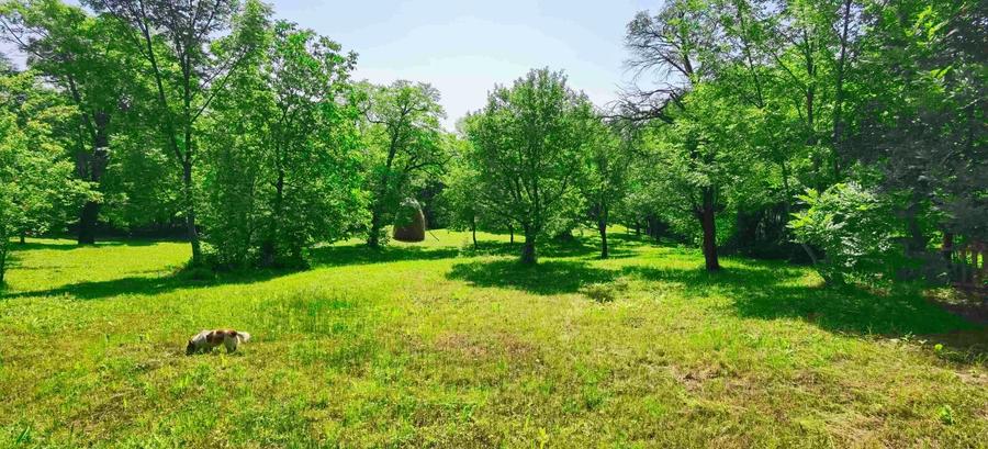 Teren intravilan Talea situat in mijlocul naturii !