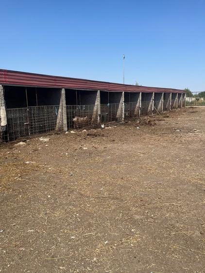 Fermă colectare și îngrașare animale judet Constanta