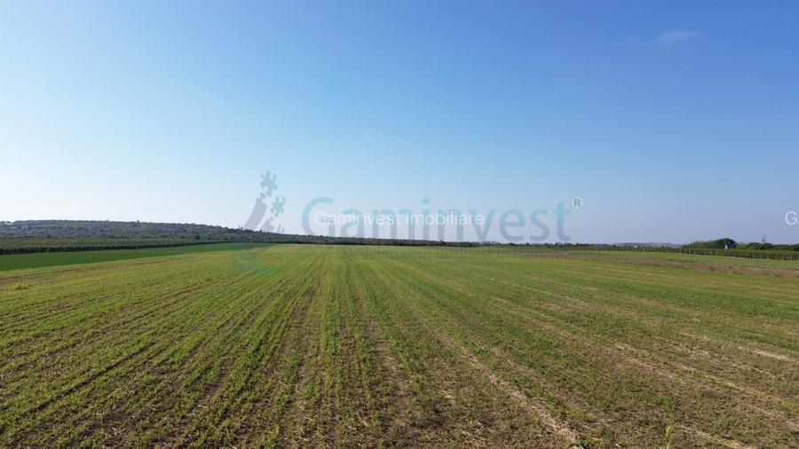 Teren intravilan de vanzare, 66400 mp, langa Oradea, Bihor - 5