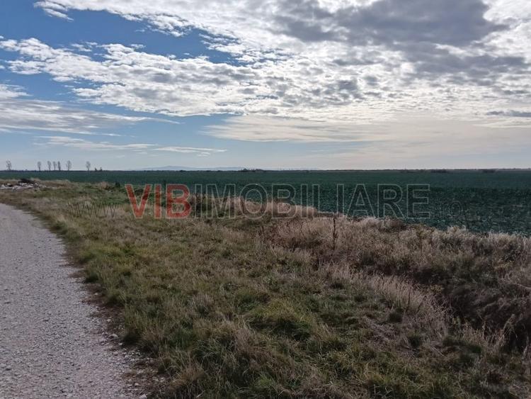 Ferma Agricolă 1.350 Hectare – Grad de Comasare 96–97%, Chișineu Criș, Județul A