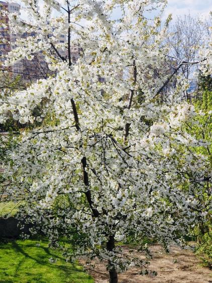 Casa individuala, 130mp utili, 434 teren, garaj, Zorilor! - 16