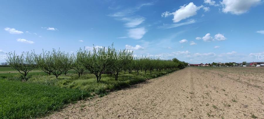 Casă și teren generos – sat Ciuhoi, comuna Săniob, județul Bihor - 9