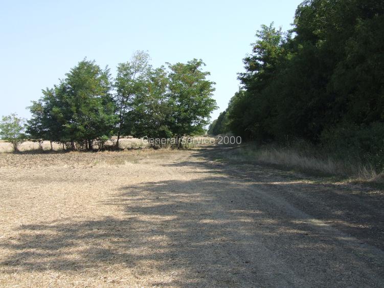 Teren Clinceni-Ordoreanu padure - 6