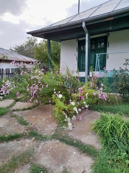 Casă locuibilă cu 1400 mp teren, vie pe rod și livadă – aproape DN3 – Ștefănești - 8