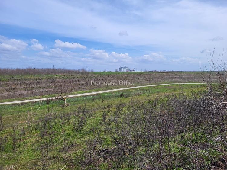 VANZARE TEREN PRUNDU INTRAVILAN AGRICOL GIURGIU POTENTIAL - 9