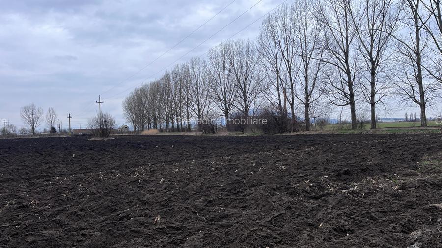 Teren 50000mp Extravilan-Intrare Halchiu-Cod 5235 - 5