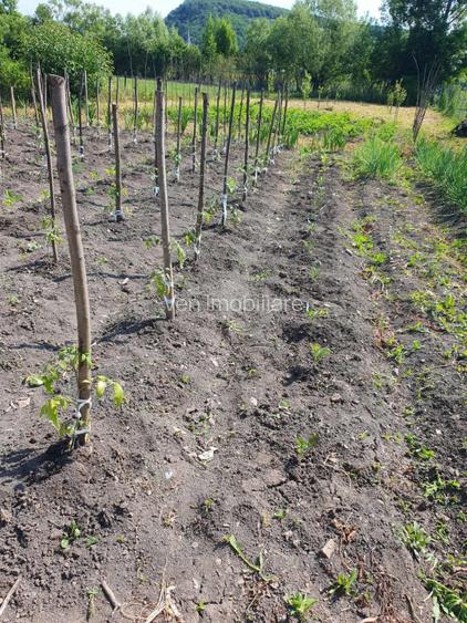 Casa 20 km de Bistrita 1400 mp teren  - 8