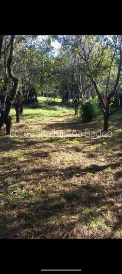 Case comuna Verbița + teren + livada pruni - 2