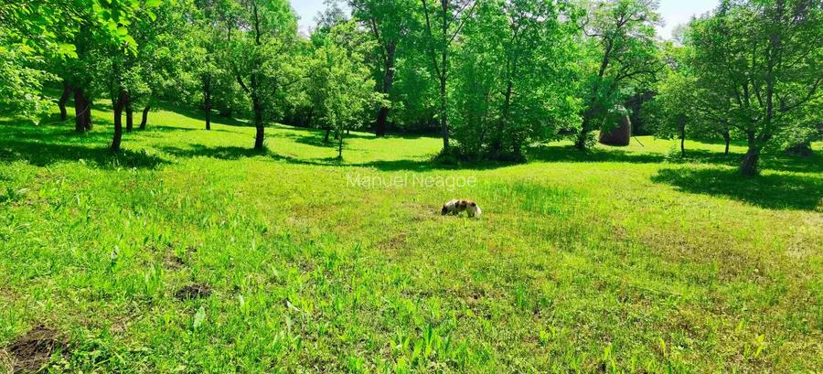 Teren intravilan Talea situat in mijlocul naturii ! - 8