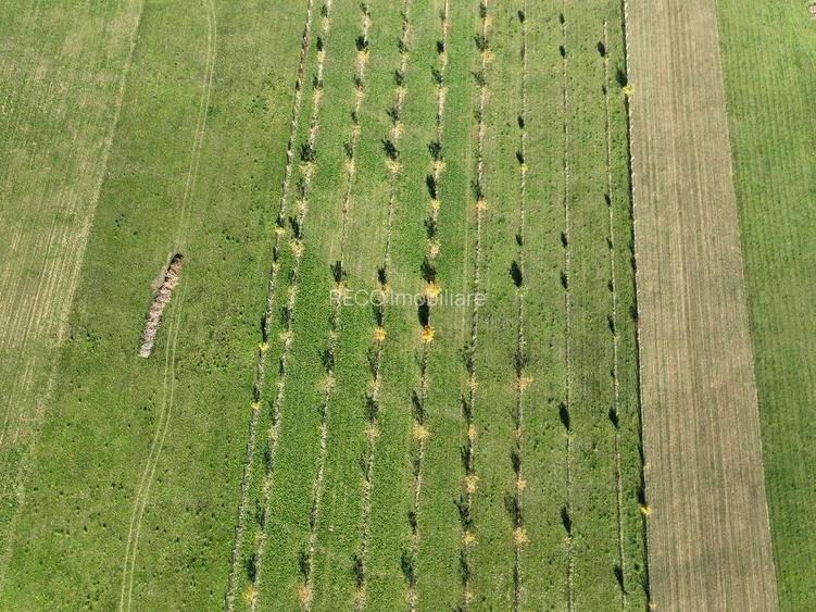 RECO, Teren cu livada de nuci, Zona Auseu, Bihor - 15