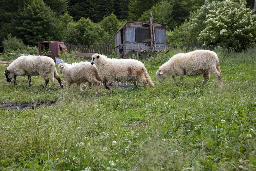 Ferma de vanzare, teren 21436 mp intravilan, Cosnea, Agas - 9