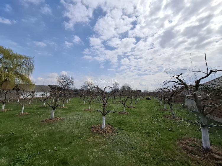 Teren Intravilan 2000 mp - Livadă de meri, Răucești 41 000 € Prețul e negociabil - 2