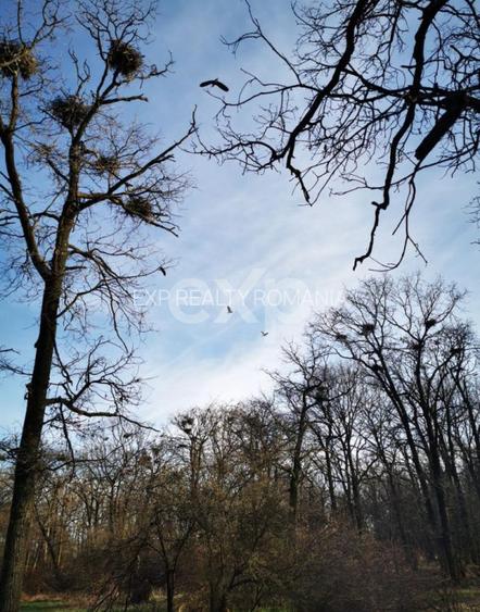 20 Ha Padure stejar la 10 km de Pitești - 2