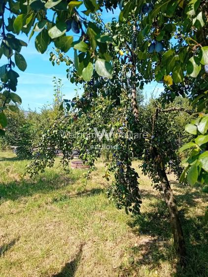 974 mp de vis, între pădure și cer - Teren intravilan, Cisnadioara, Sibiu - 8