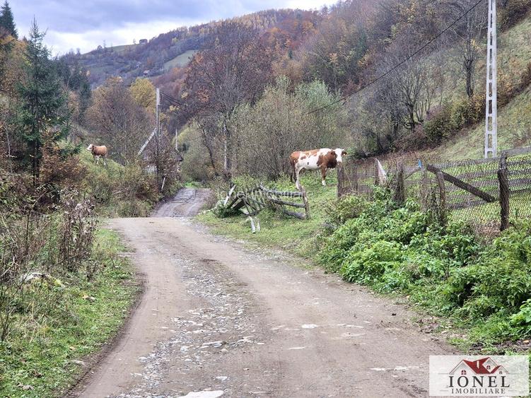 Casa de vanzare in Bistra -1700 mp teren - 10