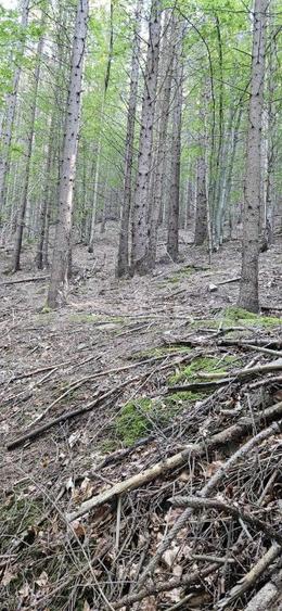 De vanzare pădure de molid, 50 de ani, 17.500 mp, zona Molid, județul Suceava