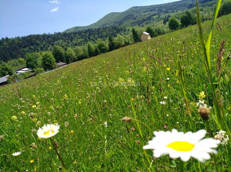 Cabana La noi in Bucovina - 6