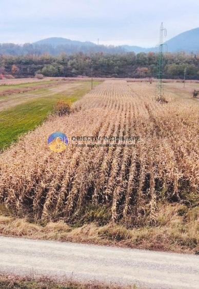 Teren intravilan de vanzare 5533 mp – Alexandru cel Bun - 5