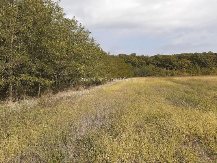 Teren intravilan inconjurat de padure, Ciofliceni, Snagov, comision 0 - 12