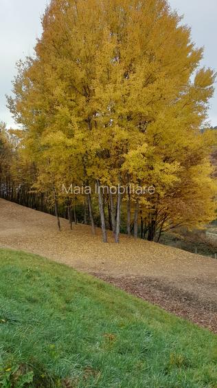 Teren 775 mp, inconjurat de padure, Cisnadioara-Apfelhaus - 2