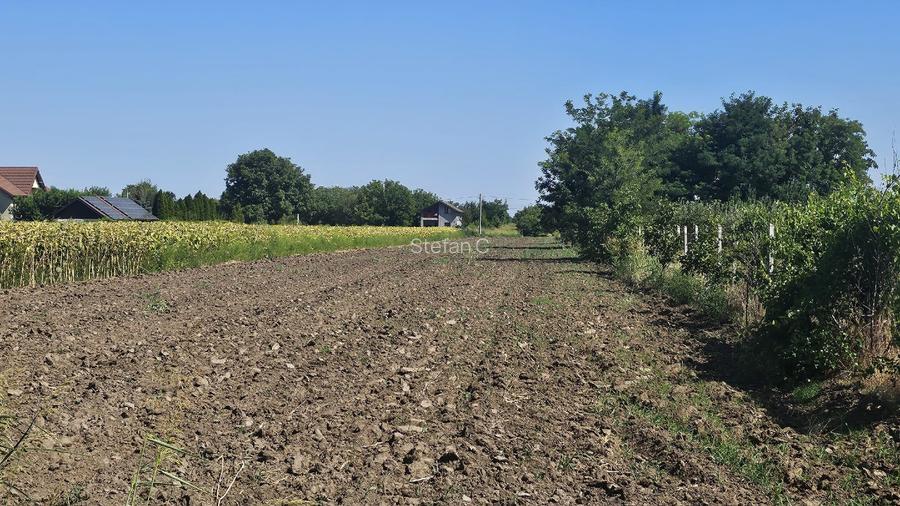 Teren intravilan 4000m2 - Cazasu, Braila - 10