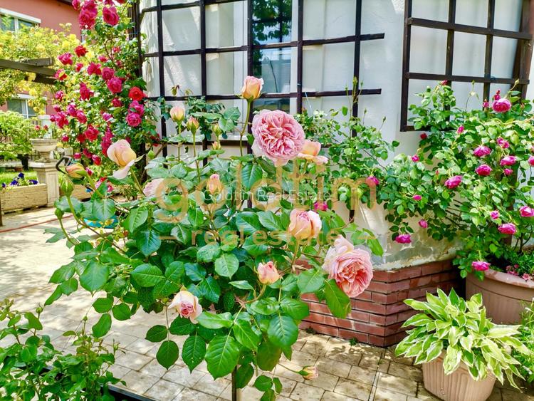 IANCU NICOLAE/ GRADINA SUPERBA/LOCURI DE PARCARE/SPATII GENEROASE - 59