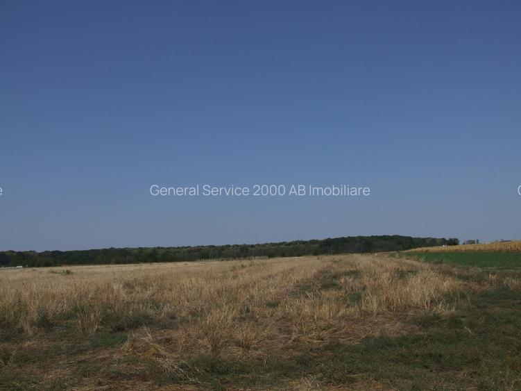 Clinceni-Ordoreanu-padure loturi  733mp - 10